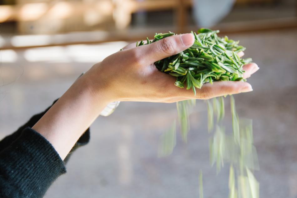 不发酵茶的制造保持大自然绿叶的新鲜