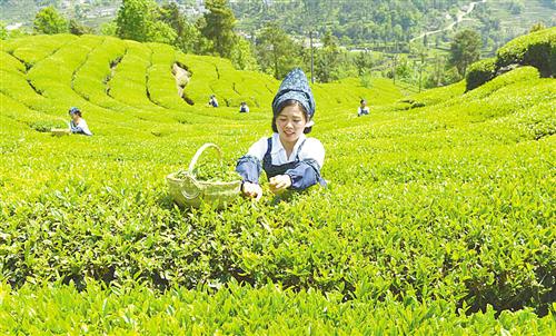 制作绿茶历史文化及发展