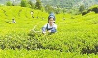 制作绿茶历史文化及发展