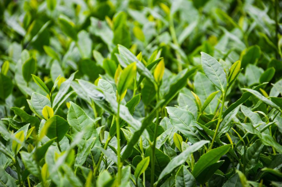 苍山雪绿茶的制茶工序杀青、揉捻、做形、干燥、筛拣、复火等六道工序