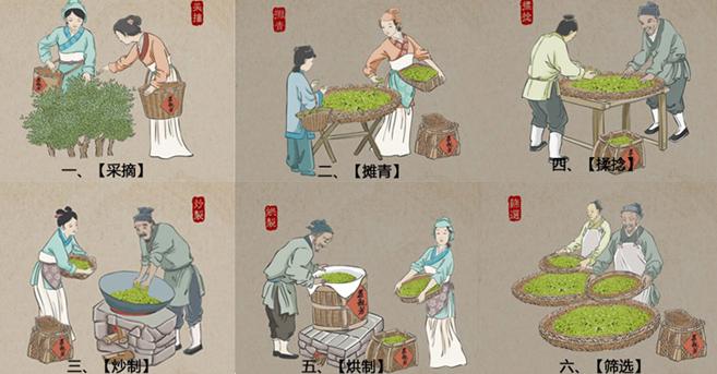 黄茶的制作过程图片