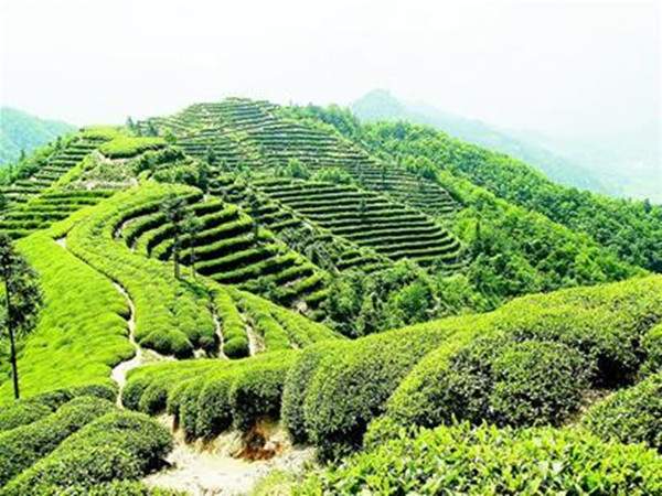 中国黄茶系列：湖北远安鹿苑茶的种植起源和制作技艺介绍