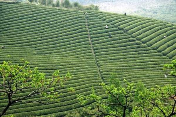 莫干黄芽的茶文化历史和品质特点