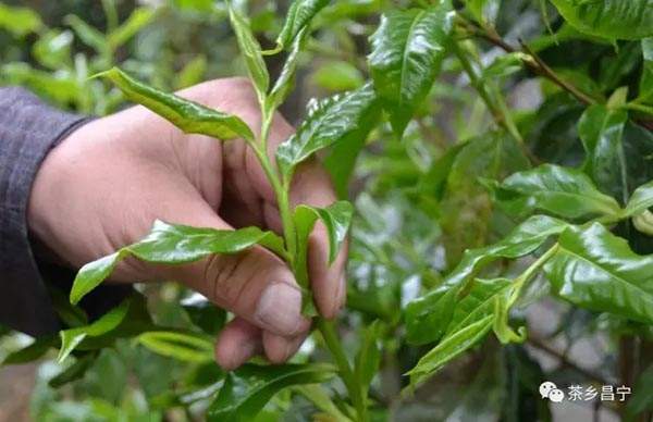 古树红茶的鉴别：野生古树红茶和野生古树晒红茶的特点