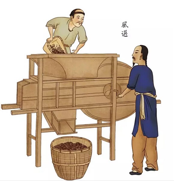 原创手绘·祁红传统手工制作（中）
