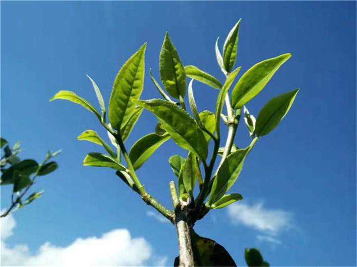 你知道普洱古茶树我国有多少棵吗？