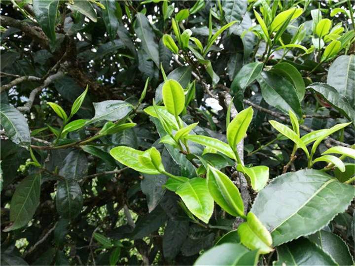 一公斤的普洱茶鲜叶能做多少干生茶？