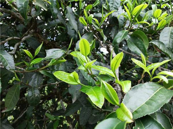 普洱茶的传统工艺制作：鲜叶的采摘