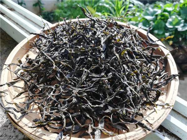 普洱茶的传统工艺制作：鲜叶的采摘