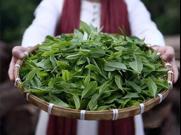 初制工艺对普洱茶成品的影响