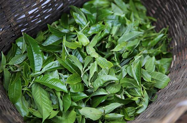 如何鉴定新茶阶段的普洱茶品质？