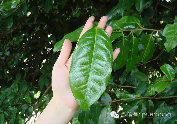 如何区分普洱茶小叶种与大叶种？
