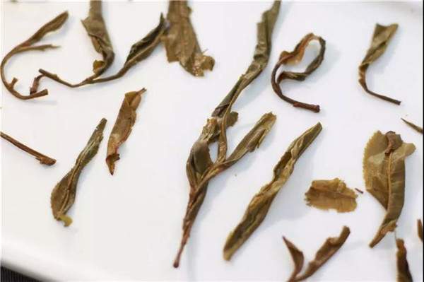 十点识茶：云南普洱茶化学成分与品质