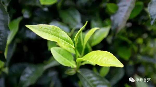 普洱茶为什么会有花蜜香？新茶里的花蜜香是怎么形成的？