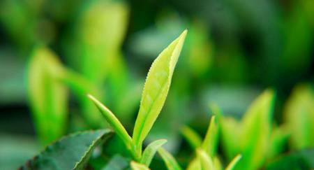 浅谈普洱茶茶叶的老嫩程度对于茶品质的关系