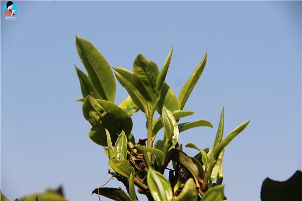 云南普洱茶产业关键技术创新与应用助推云茶提质增效