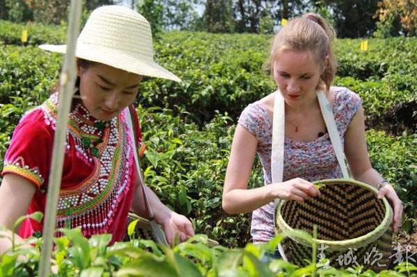 2018普洱春茶增产增价，鲜叶均价较去年上涨10—30%
