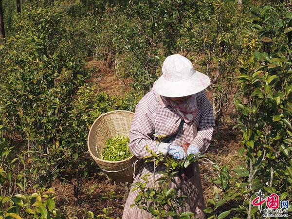 云南普洱：2018春茶上市，黄草坝茶园开采忙