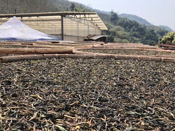 2018普洱春茶上市：古树茶价格年年看涨，今年比去年上涨20%