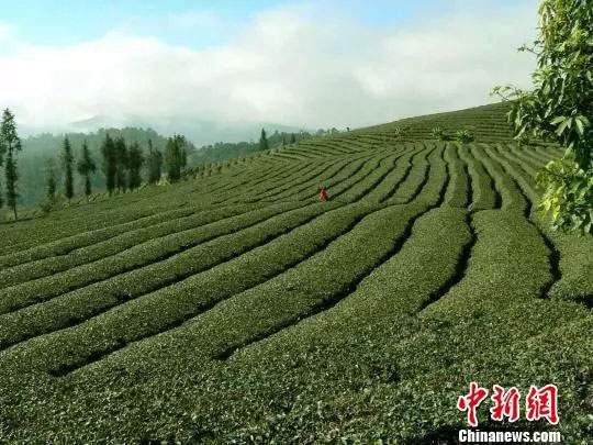 云南普洱春茶价格最高涨至4万元/公斤？政府辟谣：价格走势尚不明朗！