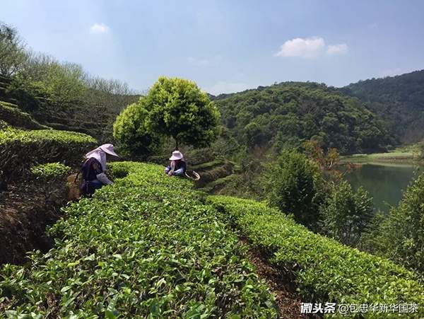 包忠华专栏：什么是普洱茶原产地的核心价值？