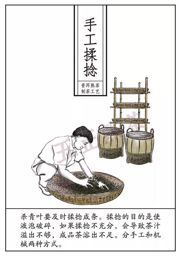 糯香普洱茶制作工艺图片