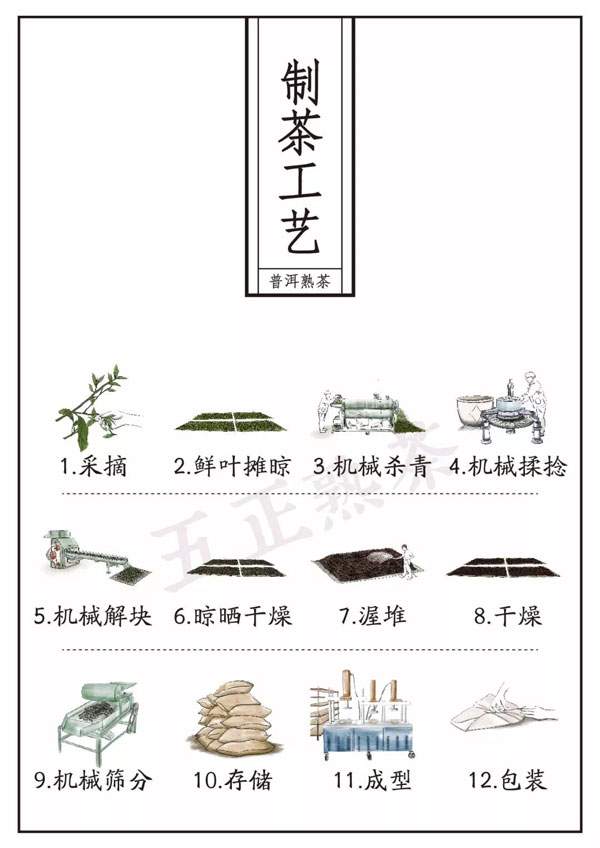 云南白茶制作工艺步骤图片