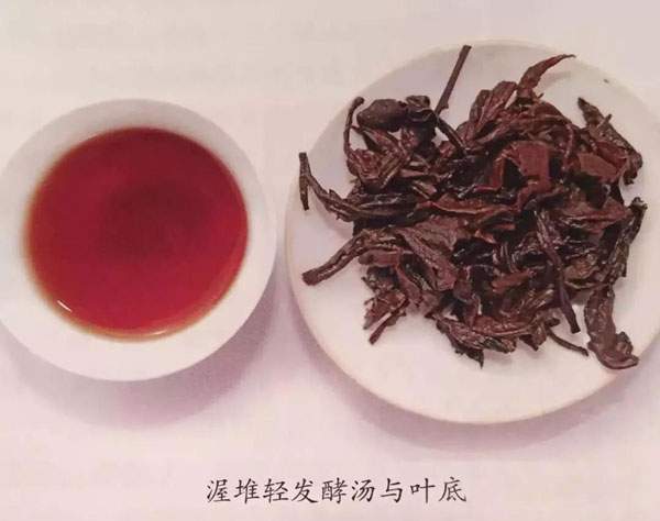 杨中跃专栏｜轻发酵茶普洱茶口感怎么样，有什么特征？