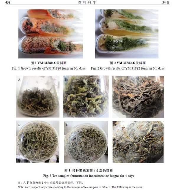 中国科学院李强与方舟子商讨：普洱茶到底还能不能喝？