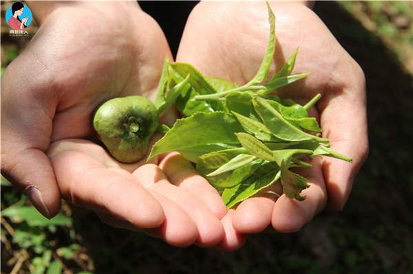 如何判断普洱茶大叶种和中小叶种？