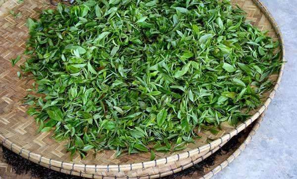 2017年秋季普洱茶三大茶区状态：秋茶鲜叶收购价格