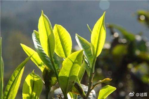 茶人微语录︱喝普洱茶能够改酸性体质？
