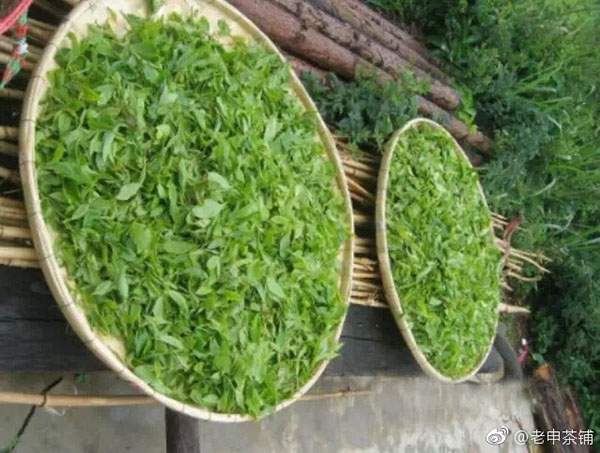 茶人微语录︱普洱茶市场上有哪些老茶作假的方法？