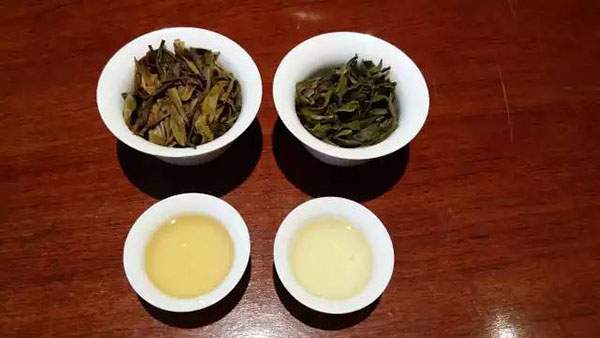 普洱生茶是不是普洱茶？是黄茶？是晒青绿茶？
