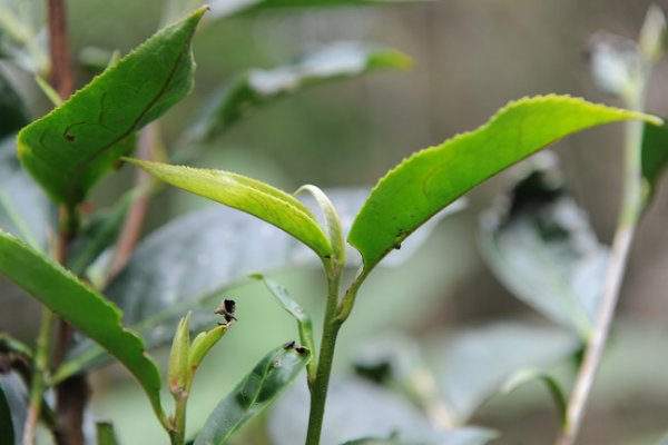 影响古树普洱茶的品质形成的自然因素主要有哪些？