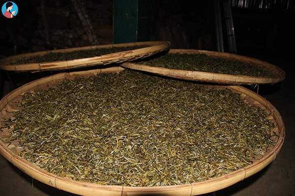 乱谈普洱古树茶的出名！