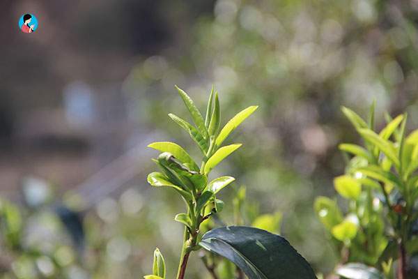 普洱茶“爆品”：古树茶价格直线攀升，庄园经济悄然兴起