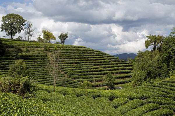 云南普洱茶95%的原料是台地茶，古树、老树茶仅有5%？