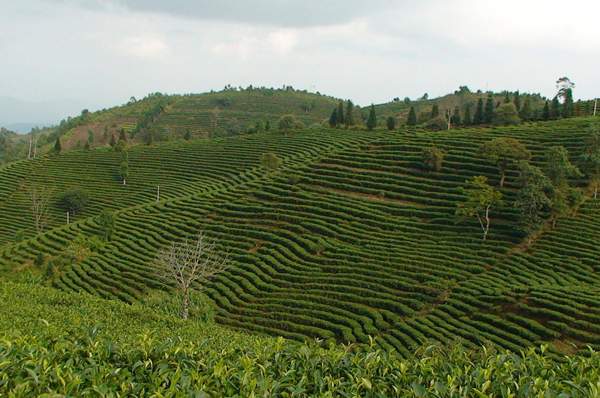 云南普洱茶95%的原料是台地茶，古树、老树茶仅有5%？