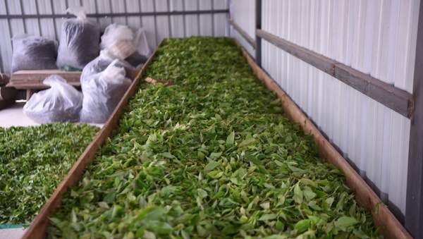 叶片大小能作为区分普洱茶树龄高低的标准吗？