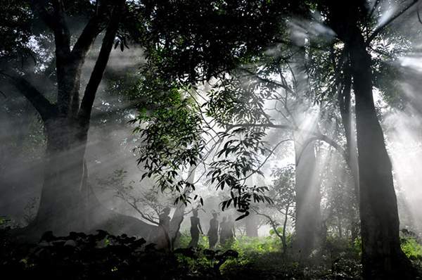 光照对于普洱茶树的影响丨知识