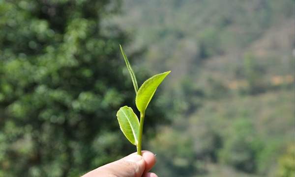 光照对于普洱茶树的影响丨知识