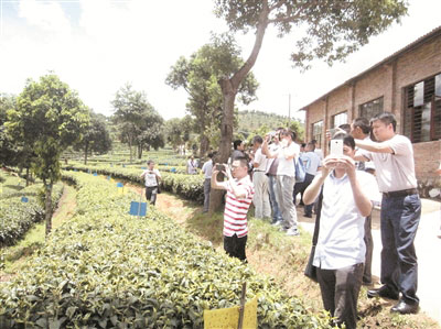 全国茶叶标准园引领普洱茶产业发展