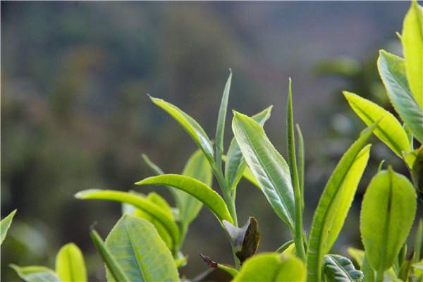 【问答】关于云南普洱茶的农残与冲泡