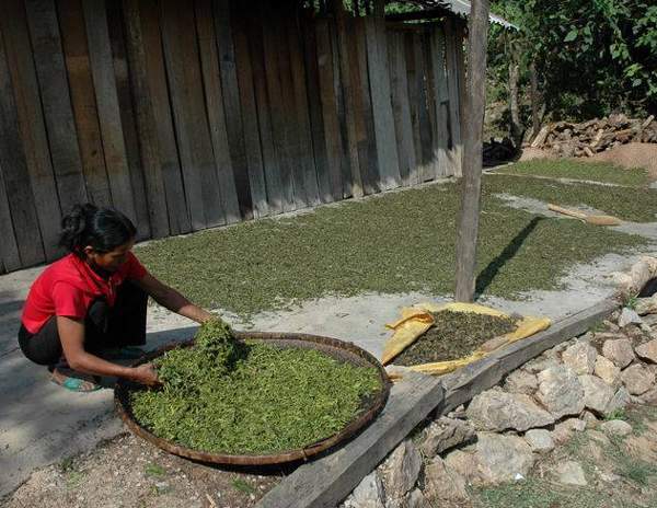 专家解读普洱茶原料的加工工艺