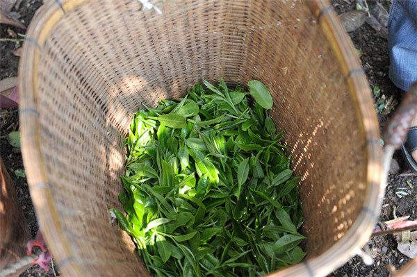2016普洱春茶上市，“尝鲜”该注意哪些饮茶细节？