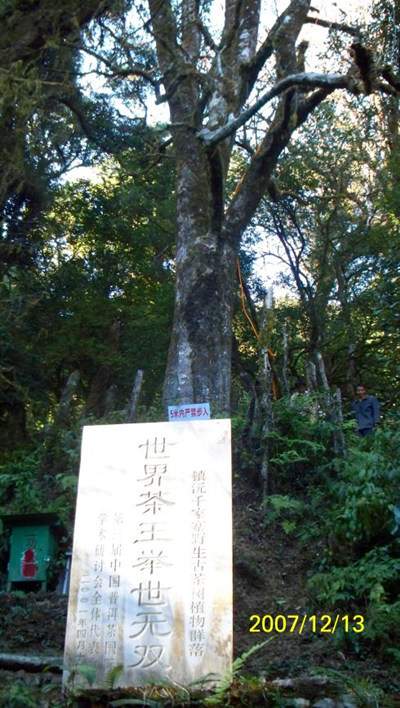 【盘点】云南普洱茶界的“茶王树”