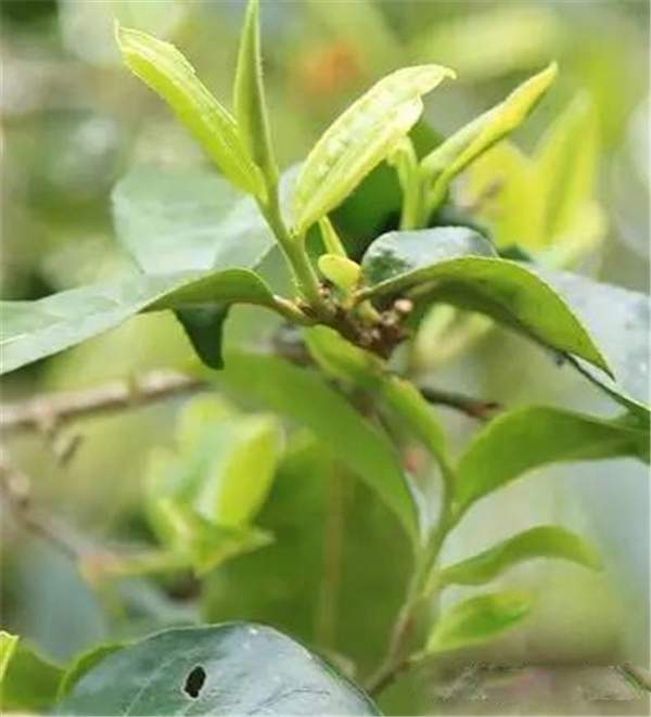 普洱茶鲜叶采摘的时间与标准