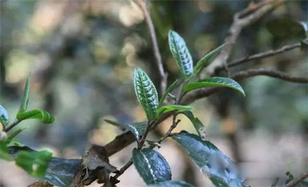 能从叶子大小分别普洱茶的树龄吗？