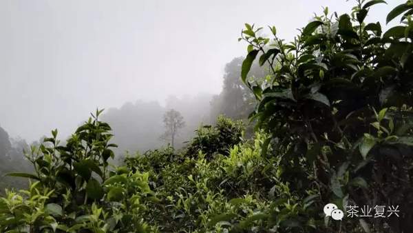 普洱茶，一个词汇的江湖与生态！